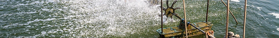 Desarrollo de una planta piloto de cría y engorde de tilapia y camarón blanco empleando el sistema Biofloc, en Campeche, Campeche