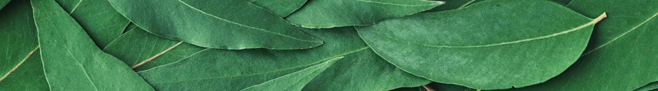 EUCALIPTO: Tecnologías de conservación de frutos rojos basadas en residuos de Eucalyptus Globulus