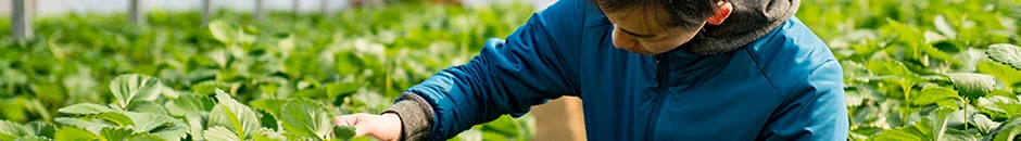 Diseño y desarrollo de un deshidratador portátil para la transformación del ají (Perú)