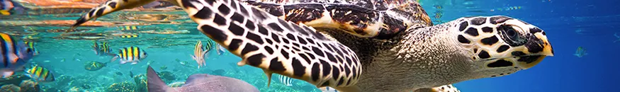 Master Internazionale di I livello in Biologia Marina